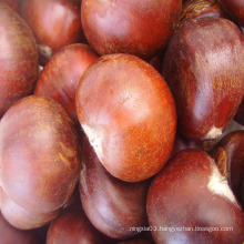 2020 new crop fresh chestnut